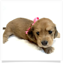 Harper's AKC Shaded Cream Longhair Female Miniature Dachshund Puppy