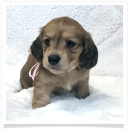 Harper's AKC Shaded Cream Long Hair Female Miniature Dachshund Puppy
