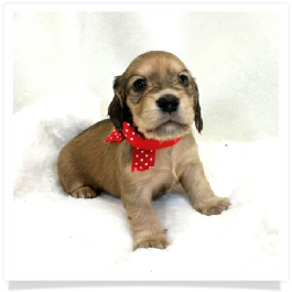 Harper's AKC Shaded Cream Longhair Female Miniature Dachshund Puppy